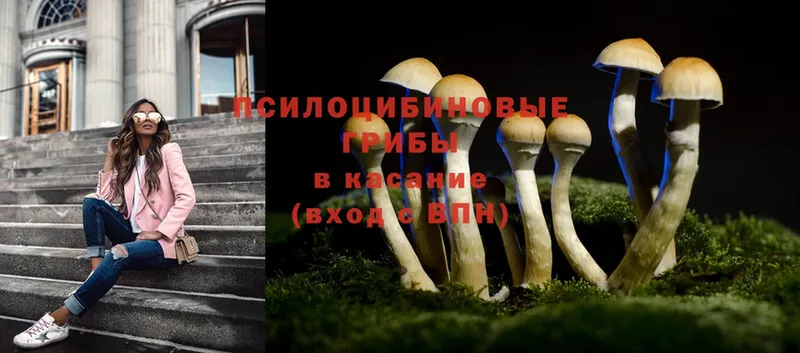 Галлюциногенные грибы MAGIC MUSHROOMS  продажа наркотиков  Иланский 